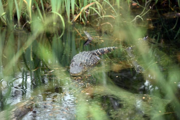 Alligator In The Reeds At alligator River Wildlife Refuge On The Outer Banks Of NC