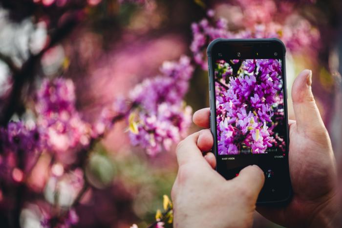 Visitor Taking Photo of Lilac Flowers on a Smart Phone
