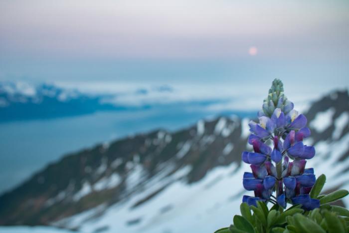 Lupine in the Alpine