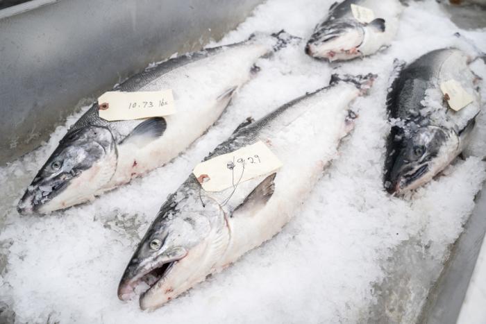 Silver Salmon
