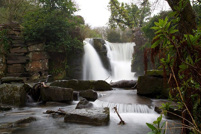 Penllergaer Woods - Top 5 Boxing Day Walks