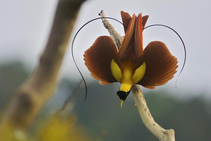010_birds_of_paradise_mm7163-041123-02767-1