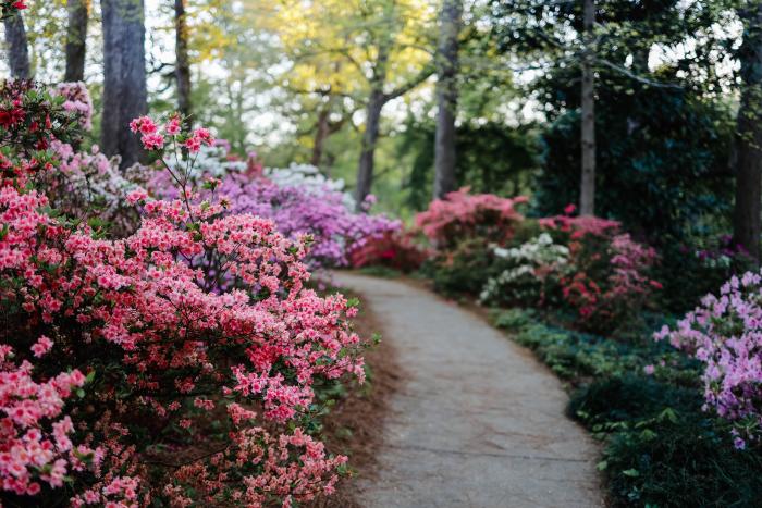 Glencairn Azaleas