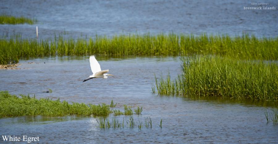 Labeled White Egret_bird