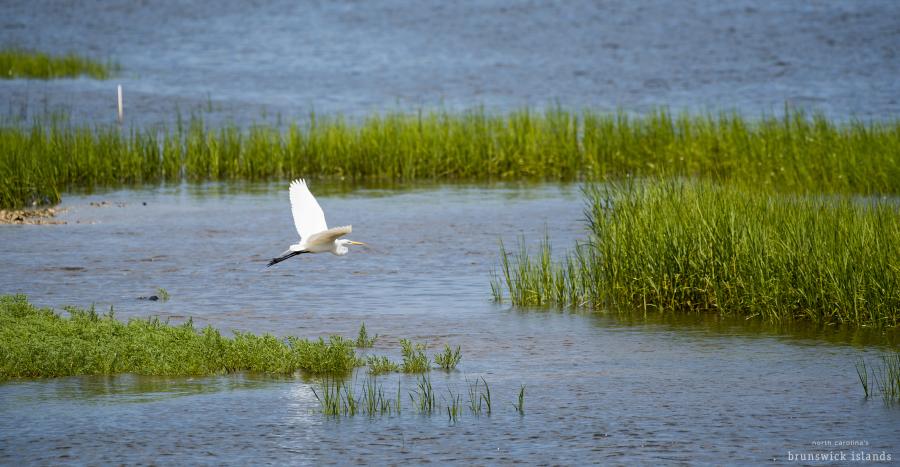 Bird_White Egret_watermark