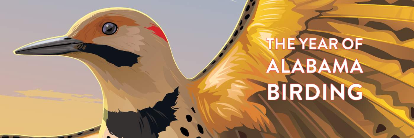 Birding Page Banner