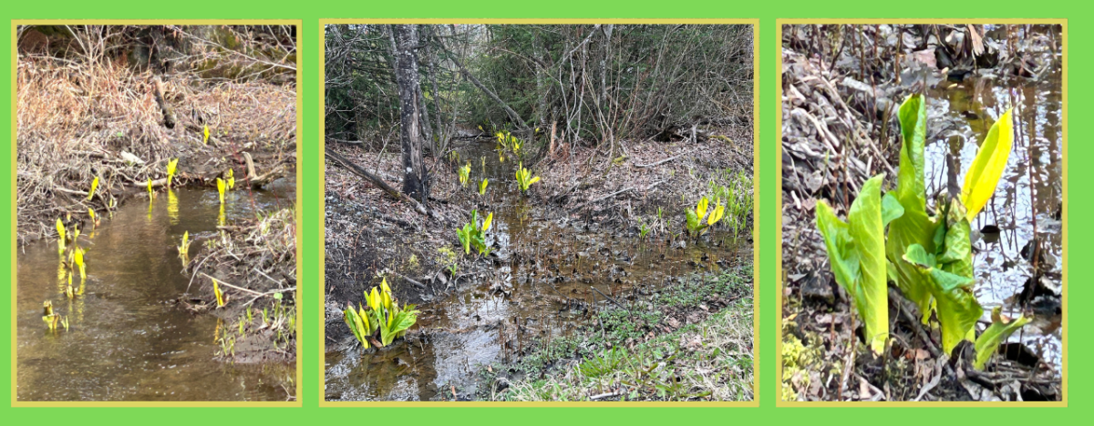 Skunk cabbage