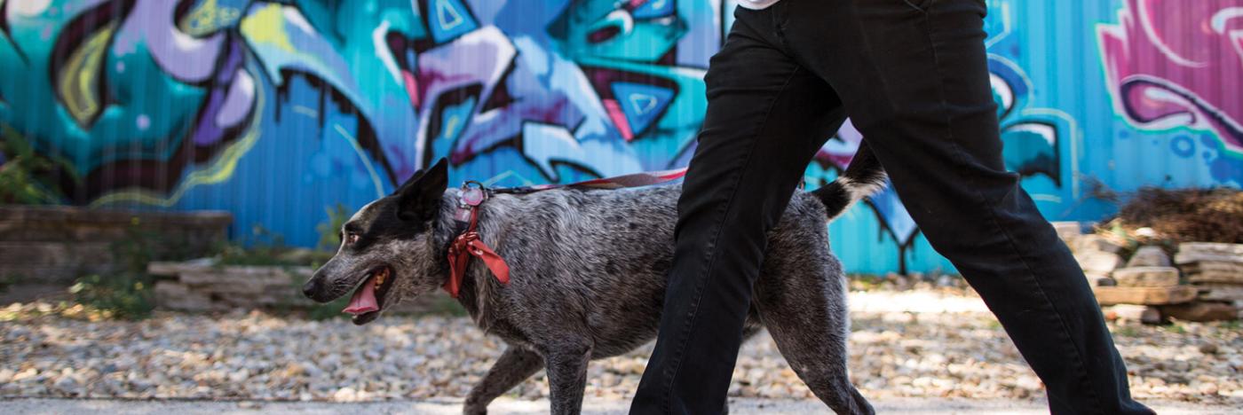 Top Dog Friendly Places In Bloomington Indiana Visit Bloomington