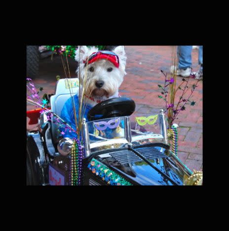 Mardi Gras Dog Parade