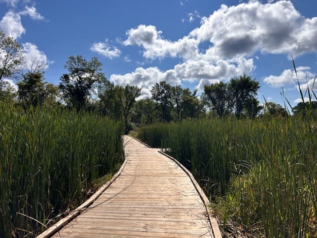 Mississippi Gateway tall grass