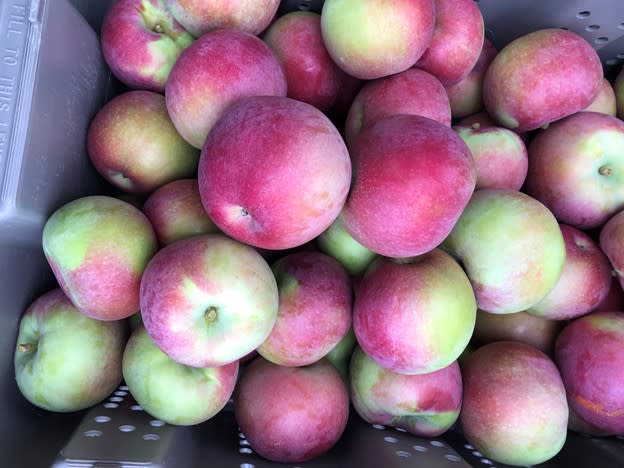 Versnyder Orchards