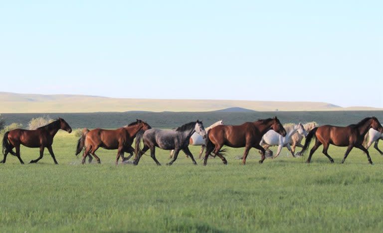 Mustangs on the prairie