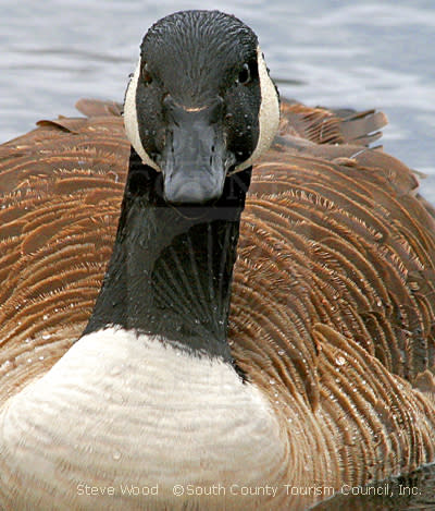 Goose