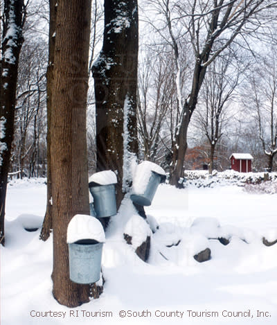 Trees in Winter