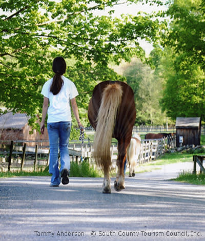Girl & Horse