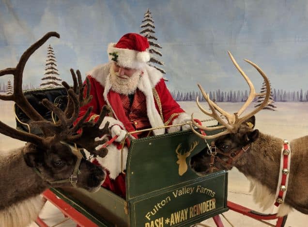 A Santa Clause tends to reindeer at Fulton Valley Farms