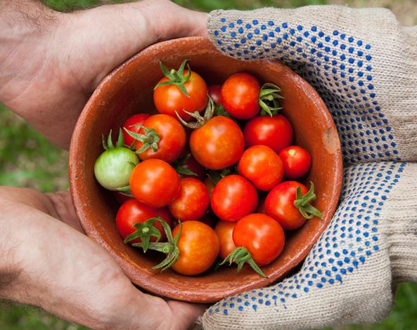 Cherry Tomatoes in Bowl