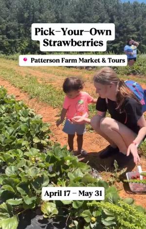 Patterson's Pick-Your-Own Strawberries Instagram Reel Thumbnail