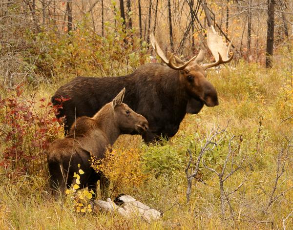 Bull and Cow Moose in the fall by Paul Sundberg