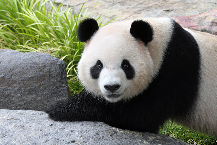Xing Qiu