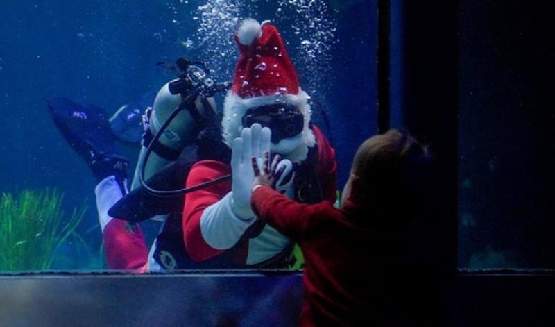 scuba diver at aquarium underwater dressed as Santa
