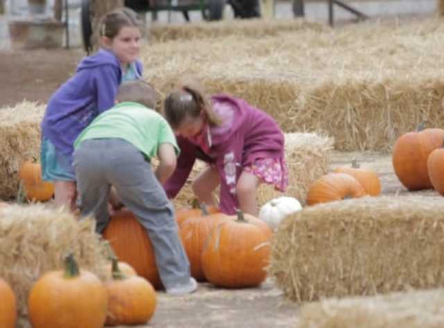 pumpkin patch near temecula ca