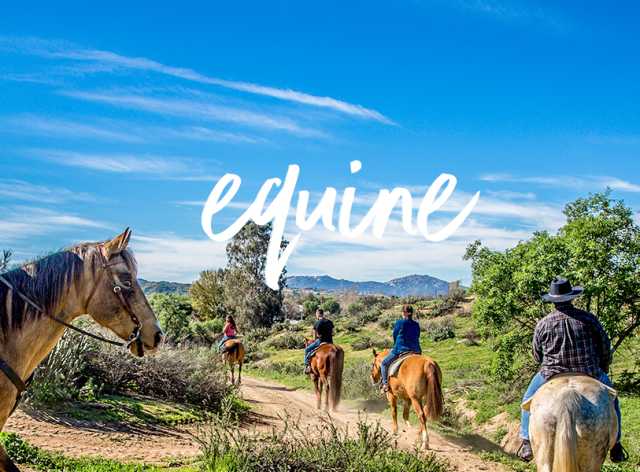 Temecula Equine Equestrian Horseback Riding Visit Temecula Valley California