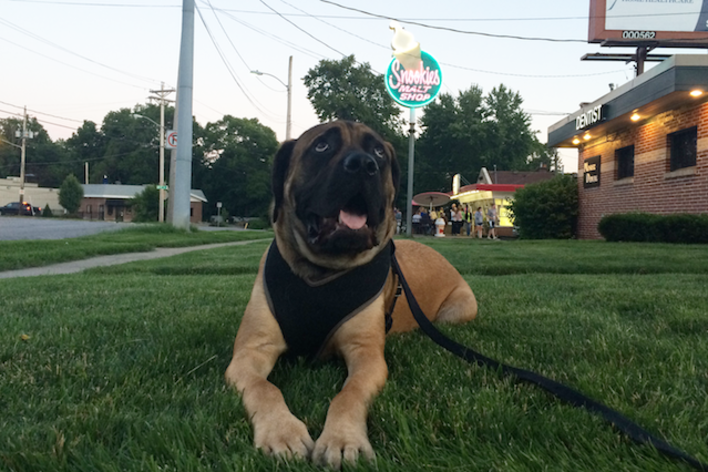 A dog sits on the lawn in front of Snookies Malt Shop in Des Moines, IA