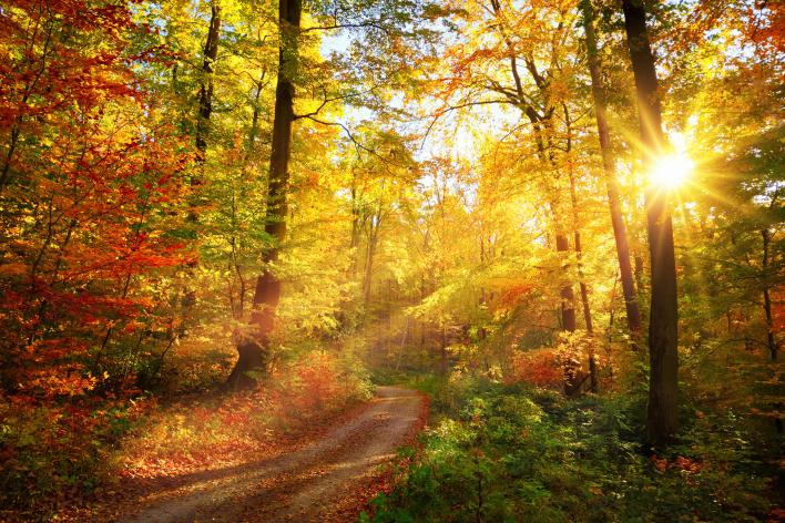 Trail through the woods during fall