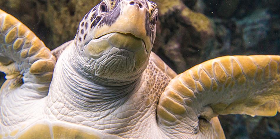 Things To Do In Tampa Florida Attractions Family Fun More