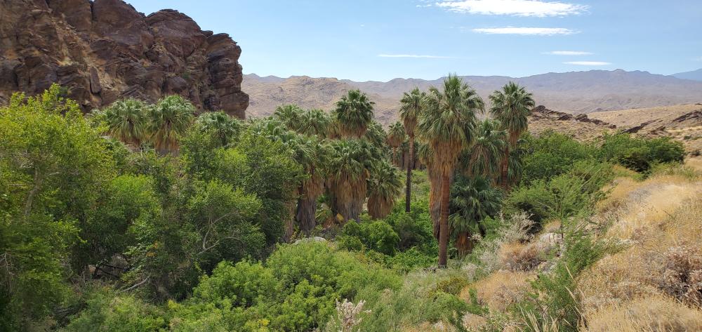 Palms in Anreas Canyon, part of Indian Canyons