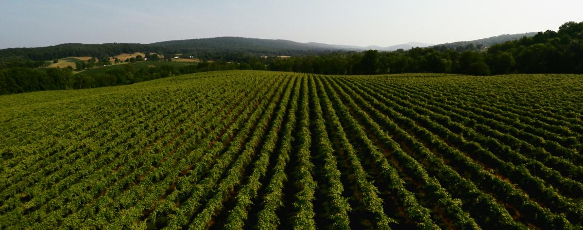 Aerial view of vine rows stretching across rolling farmland at Chrysalis Vineyards in Loudoun with wooded hills beyond