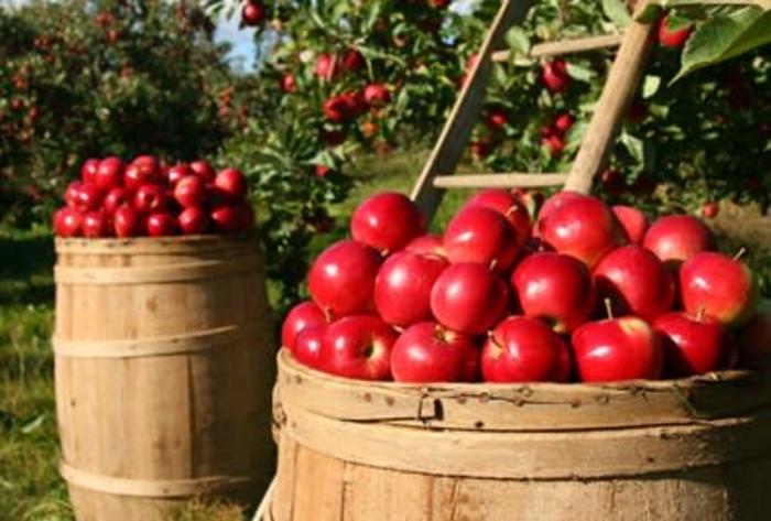 Bloomfield Apple Festival