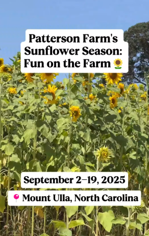 Sunflower Fest Thumbnail