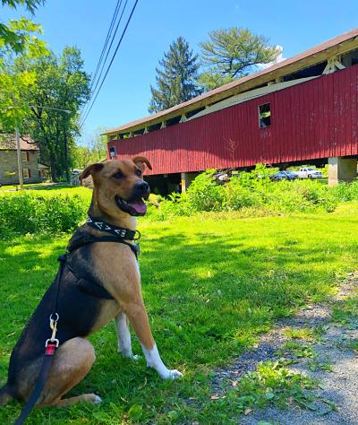 Dog sitting in front of Bogert's Covered Bridge on Lehigh Valley Parkway