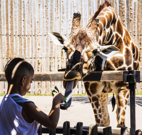 Boy at Zoo with Giraffe Family Kids