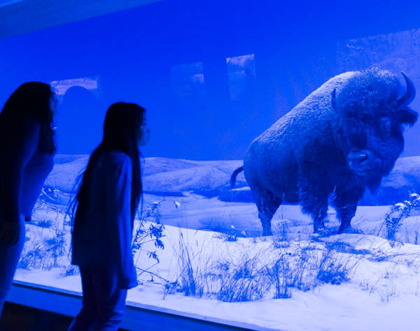 The State Museum of PA Bison Exhibit
