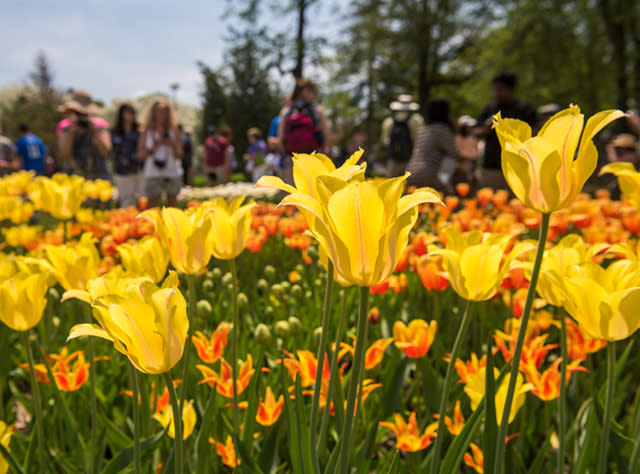 Albany Tulip Fest in Washington Park