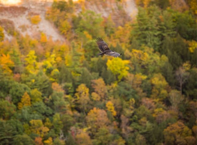 New York S Watchable Wildlife Natural Habitat And Zoo