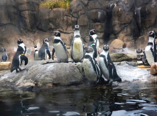 Rosamond Gifford Zoo penguins
