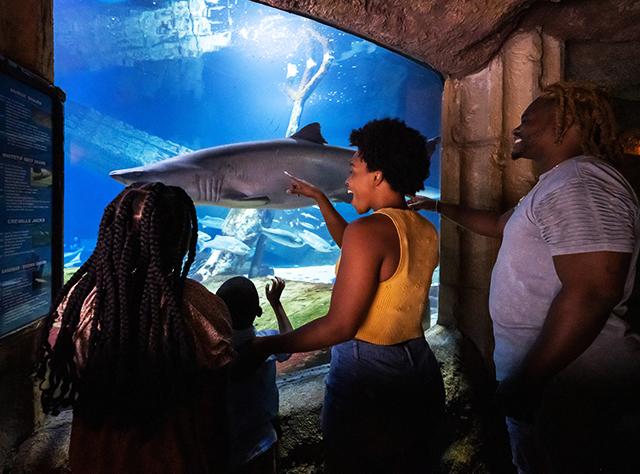 A family looks at a shark swimming in a tank at the Long Island Aquarium in Riverhead