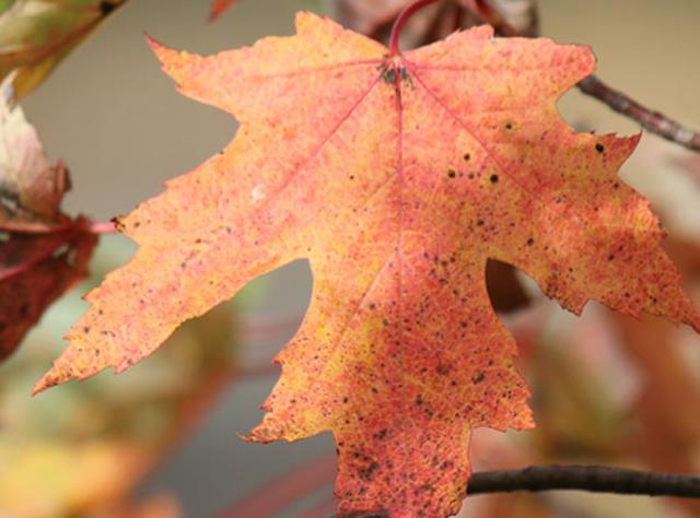 Autumn Maple Leaves White Transparent, Autumn And Winter Maple