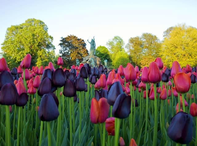 Washington Park tulips and King Memorial Fountain
