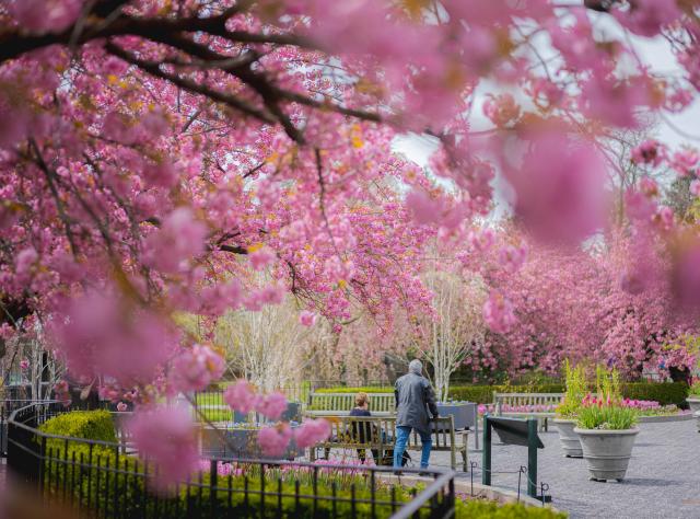 Two people walk on a path surrounded by blooming pink cherry blossoms at the New York Botanical Garden.