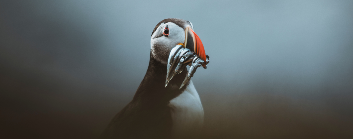 A puffin with a beak full of fish at Bempton Cliffs in East Yorkshire