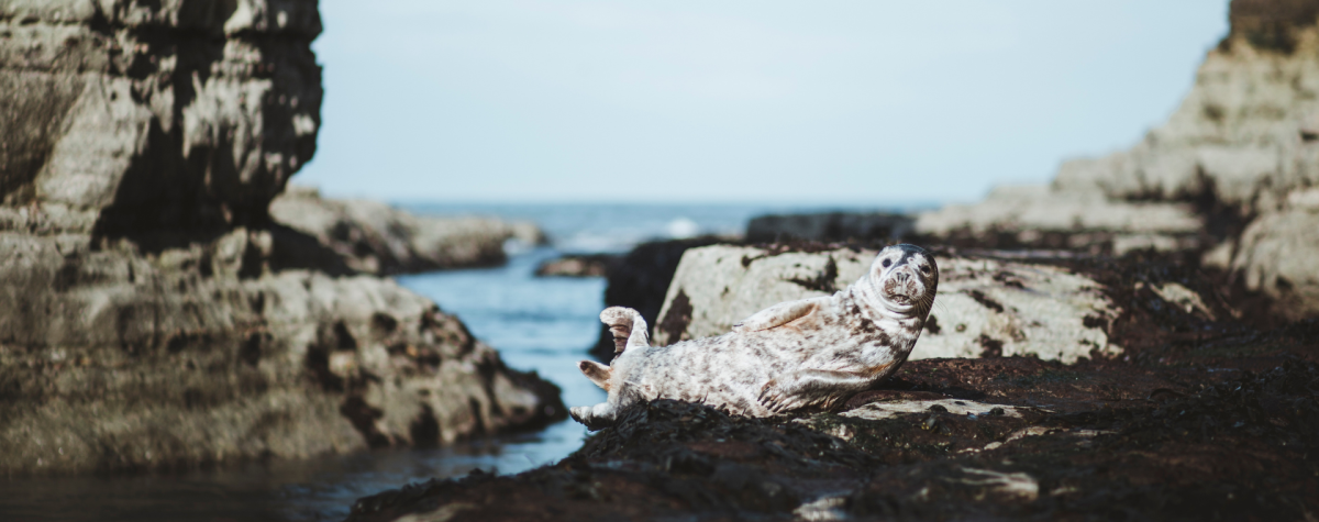Seal laying on the rocks at Flamborough Head