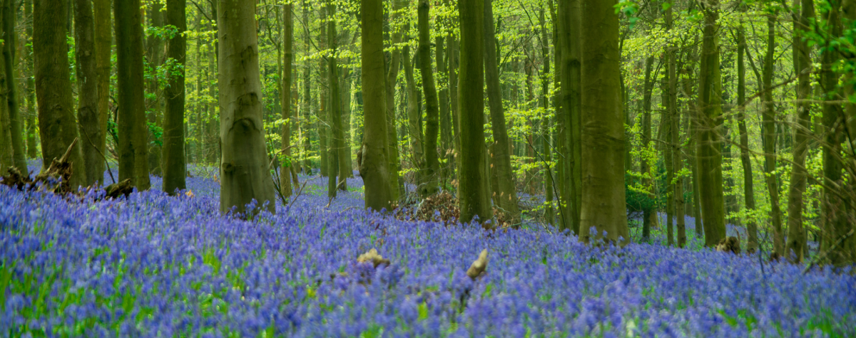 Bluebells at North Cliffe Woods
