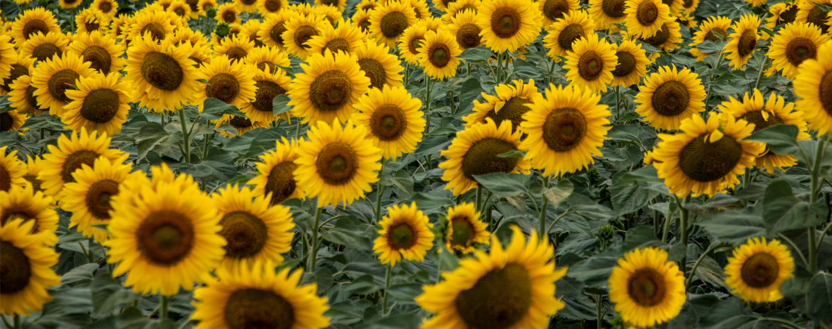 A sunflower field