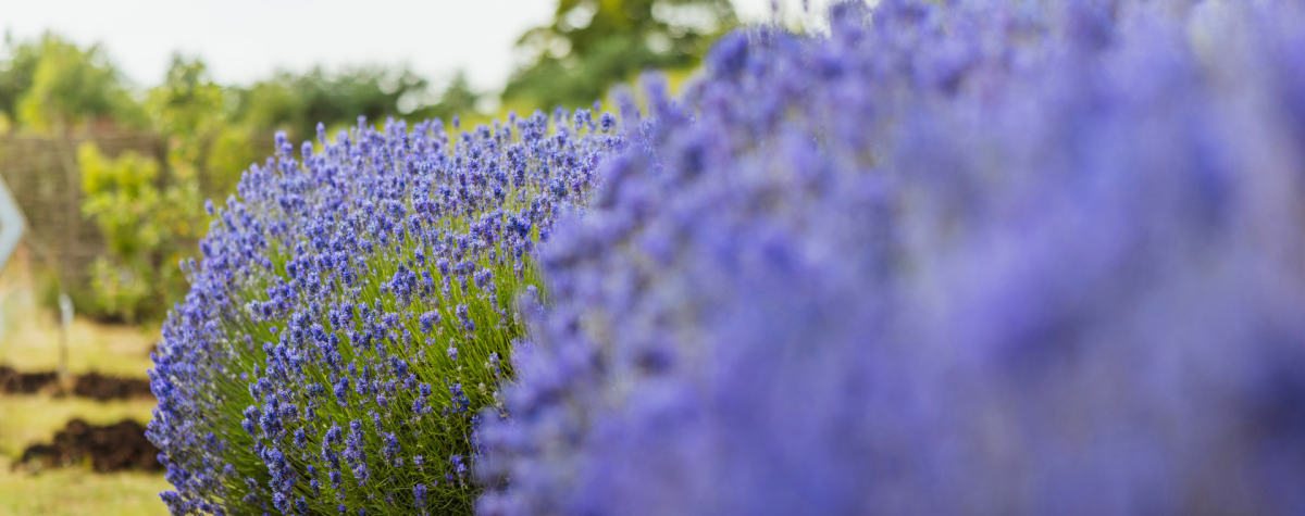Lavendar at Woldies