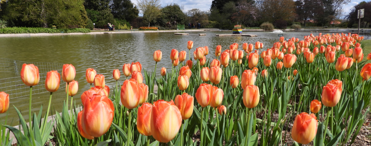 Tulips at Burnby Hall Gardens